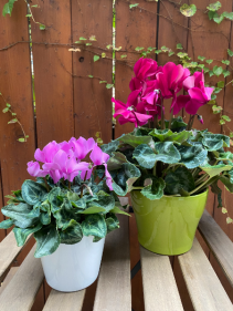 Cyclamen Plant