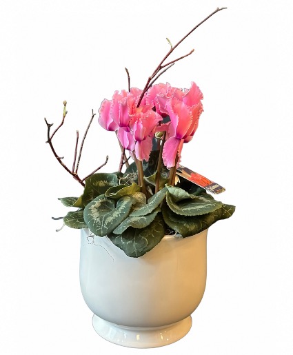 Cyclamen Plant