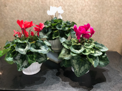 Cyclamen Plant Cyclamen Plant