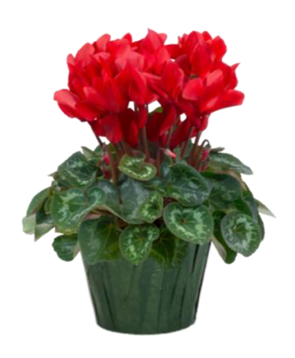 Cyclamen FUNDRAISER