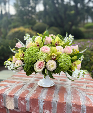 Cymbidium Bliss 