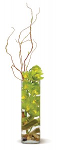Cymbidium Cylinder Vase Cymbidium Orchid