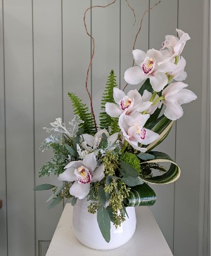 Cymbidium Dream 