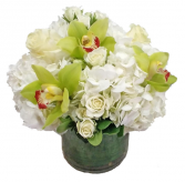 Cymbidium On Snow Cut Flowers