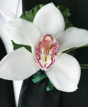 Cymbidium Orchid Bout 