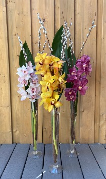 Cymbidium Orchid Stem in tall vase  includes pussy willow branches
