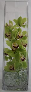 Cymbidium Square (Colors may vary) 