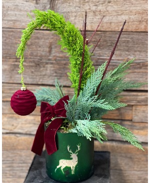 Cypress Christmas Tree 