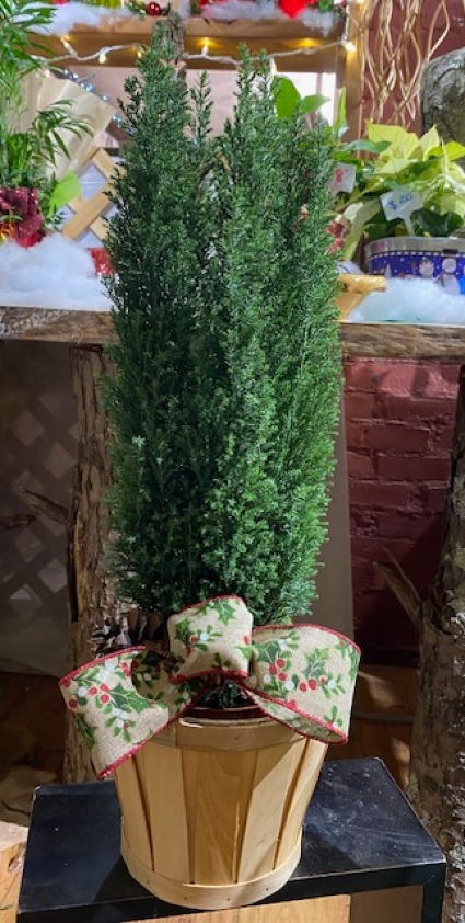 CYPRESS TREE PLANT