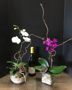 MINI ORCHIDS! 