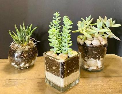 SUCCULENTS! 