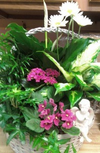 D147 blooming, green plants & small angel 