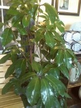 D2031 scheffelera plant