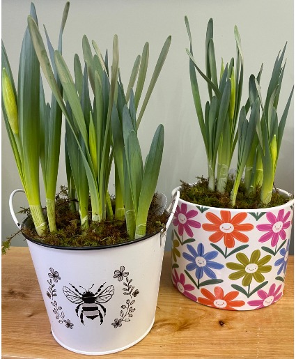 Daffodil Planter 