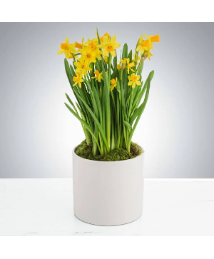 Daffodils in a Planter  