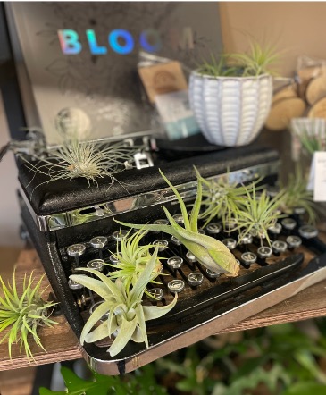 Dainty Air Plants  in Norfolk, NE | Blossom + Birch