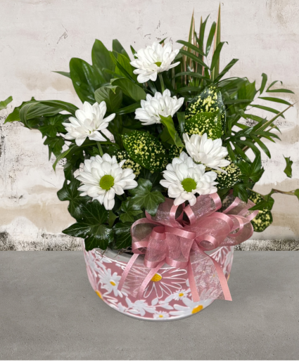 Daisy Galore Dishgarden FHF-DG8612 Plant  Local delivery only