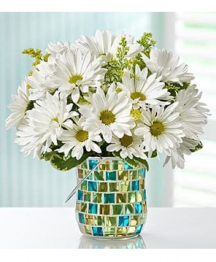 Daisies Day Fresh flowers 
