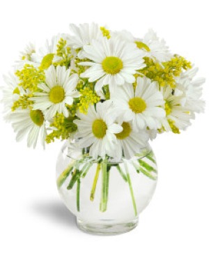 Daisy mania 