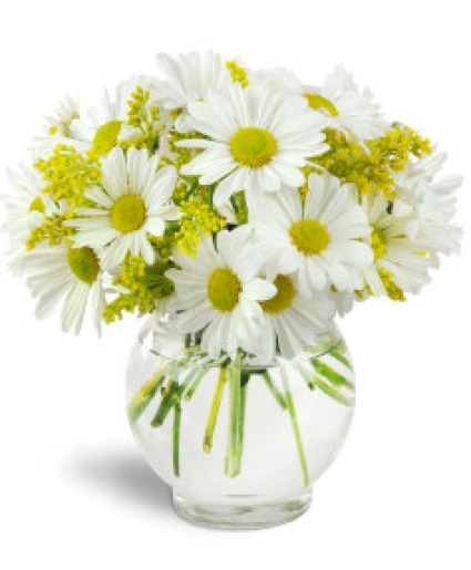 Daisy mania 
