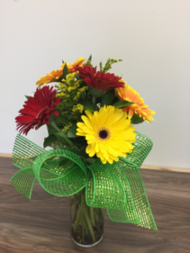 Daisy a day Gerbera daisies