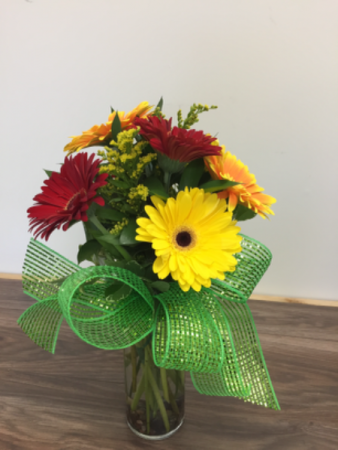 Daisy a day Gerbera daisies