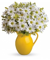 Daisy A Plenty Everyday