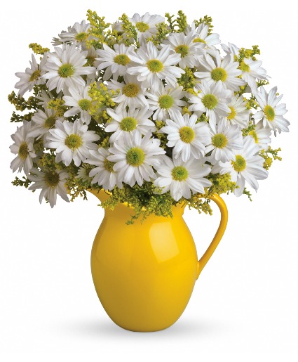 Daisy A Plenty Everyday