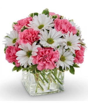 Daisy Cube 