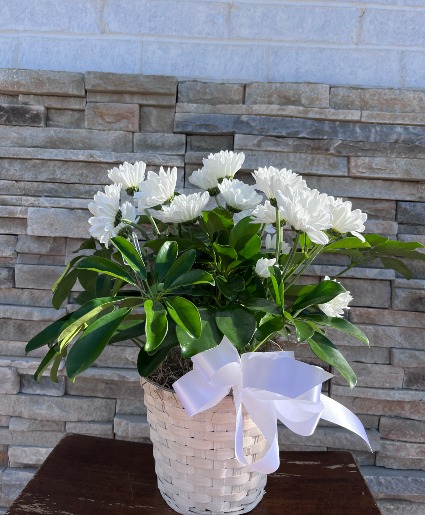 Green Plant With Fresh Cut Daisy 
