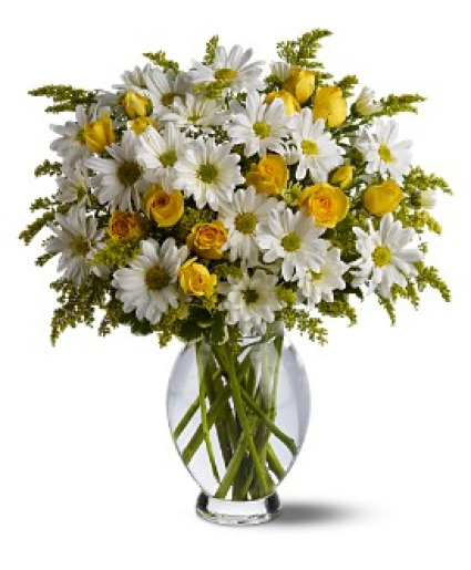 Daisy Days Premium 