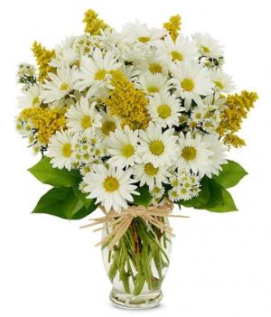 Daisy Delight 