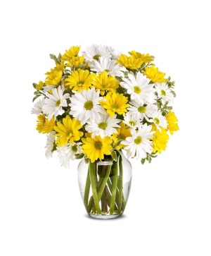 Daisy Delight  