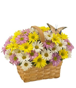 Daisy Delight Summer