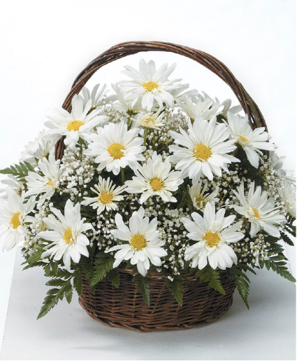 Daisy Garden 