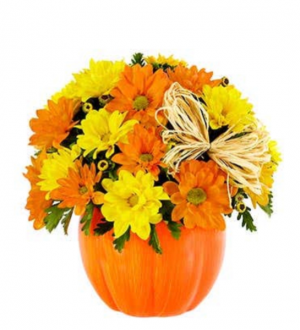 DAISY PUMPKIN  