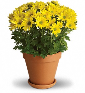 DAISY SWEET 