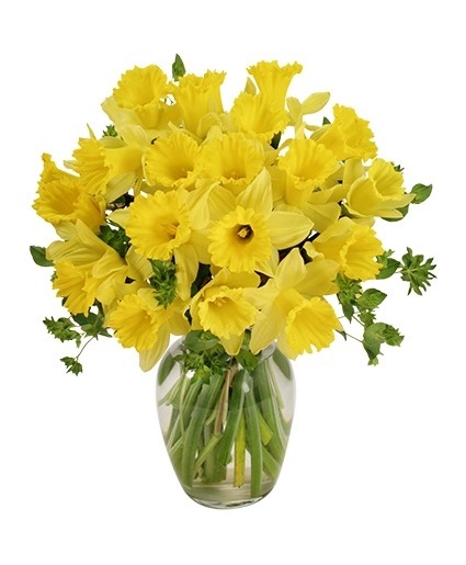 Dancing Daffodils in Season 