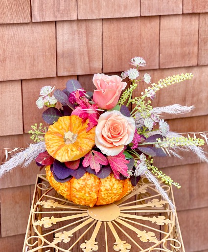 Darling Pumpkin Blooming