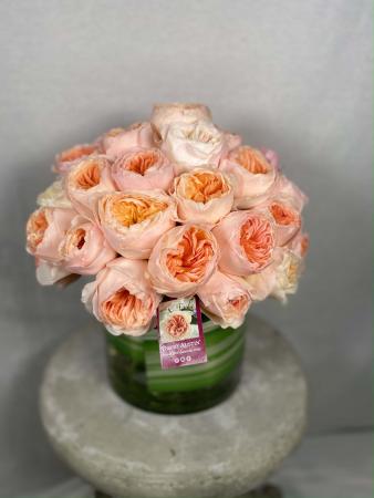 David Austin Roses -Juliet 