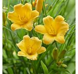 Daylily Greenhouse