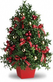 Deck the Hall Boxwood Tree