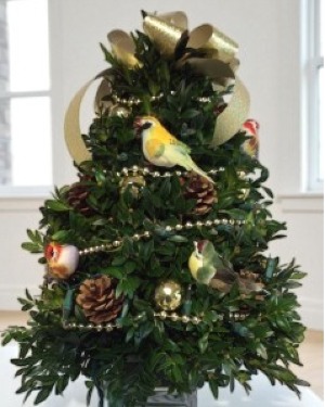 Holiday Songbird Fresh Boxwood Tree Can be shipped local or UPS Starting 11/30/26