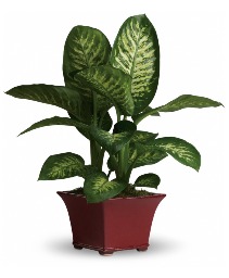 Delightful Dieffenbachia Plant