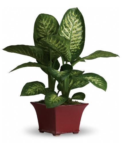Delightful Dieffenbachia Plant
