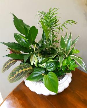 Delightful Dish Garden Plants