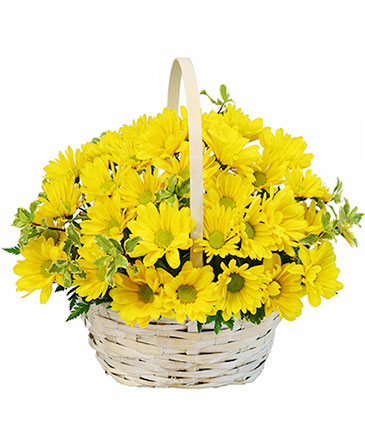 Delightful Smiles Basket of Daisies in Monument, CO | Enchanted Florist
