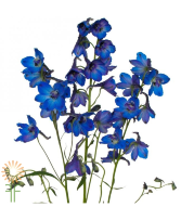 Delphinium Starting at $21.99 per Bunch