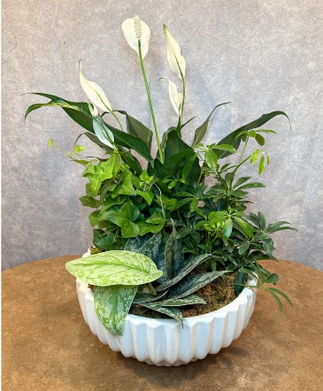 Deluxe Dish Garden  in Charlotte, NC | FLOWERS PLUS