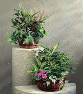 Deluxe Dish Garden Baskets $125.95, $150.95